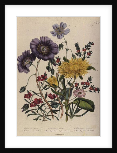 Calandrinia by Jane Loudon