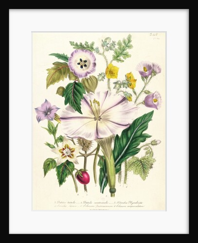 Devil's Trumpet, plate 46 from 'The Ladies' Flower Garden', published 1842 by Jane Loudon