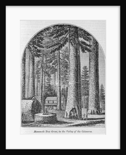 Mammoth tree grove in the Valley of the Calaveras by American School