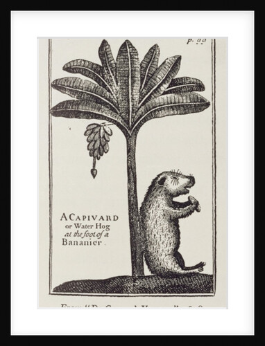 A Capivard or Water Hog at the Foot of a Bananier, from de Gennes' 'Voyage to the Straits of Magellan', by the Sieur Froger, 1698 by American School