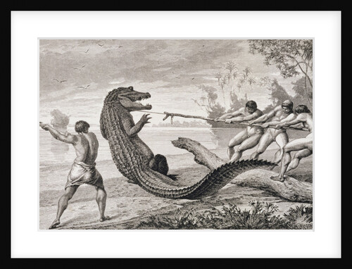 Catching an alligator with lasso by American School