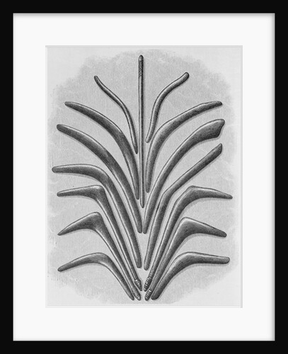 Boomerang and boomerang shaped clubs by English School