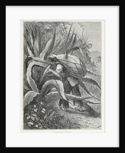 Extracting Pulque by Edouard Riou