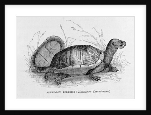 Snuff-box Tortoise by French School