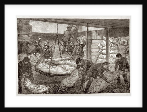 Landing Australian Frozen Meat from Sydney in the South West India Dock, Millwall by English School