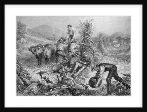 American Husbandry: Gathering Pumpkins and Husking Maize by English School
