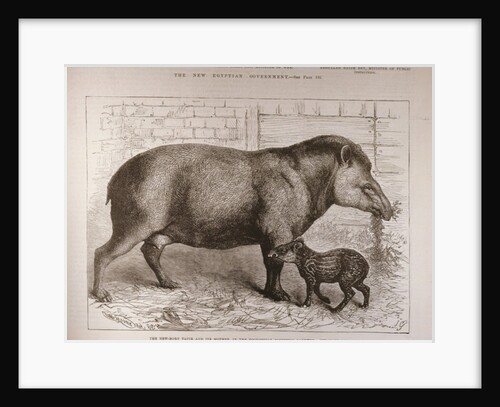 The Newborn Tapir and Its Mother, in the Zoological Society's Gardens by English School