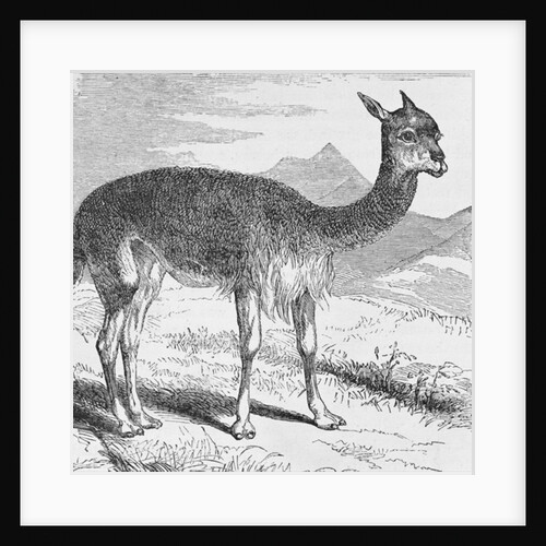 The Vicuna at the Rio de Azufre by English School