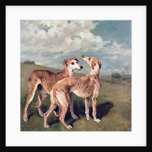 Greyhounds by John Emms
