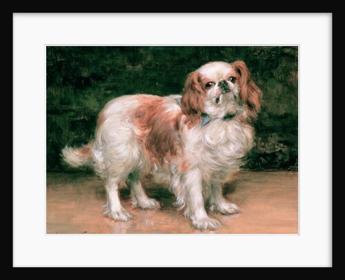 King Charles Spaniel, 1907 by George Sheridan Knowles