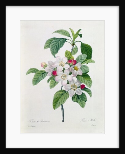 Apple Blossom by Pierre Joseph Redoute