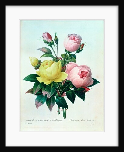 Rosa Lutea and Rosa Indica by Pierre Joseph Redouté