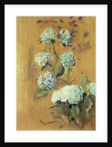 Hydrangeas by Paul Cesar Helleu
