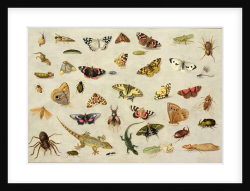 A Study of Insects by Jan van the Elder Kessel