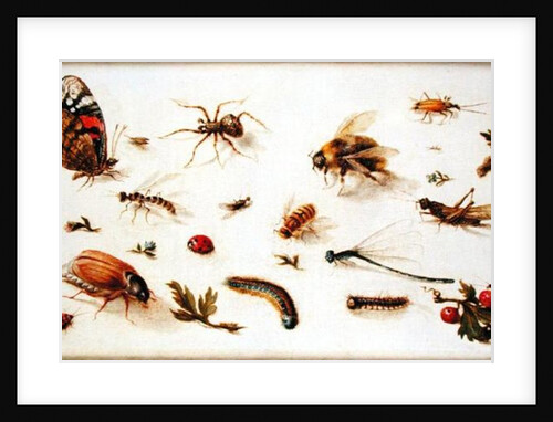 A Study of Insects by Jan the Younger Brueghel