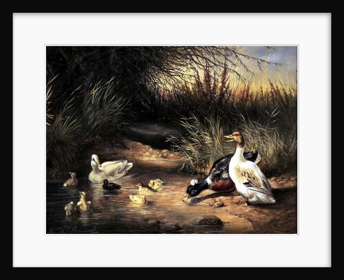 Ducks, Drake and Ducklings by Ewald Honnef