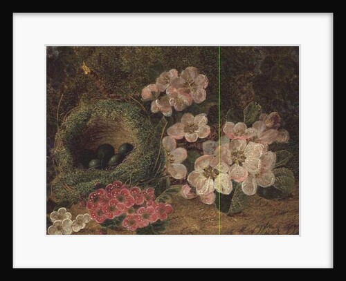 Primroses by a Bird's Nest by Oliver Clare