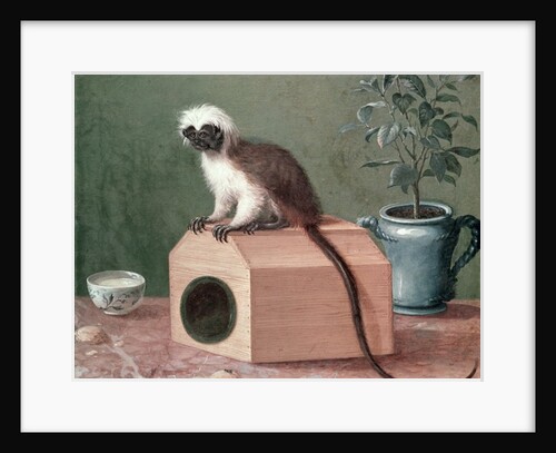 The Favourite Monkey of Carl Linnaeus by Gustavus Hesselius