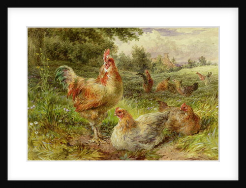 Cochin China Fowls, 19th century by George Hickin