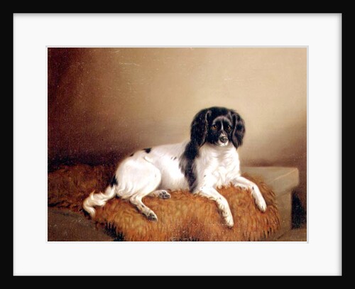 Springer Spaniel by English School