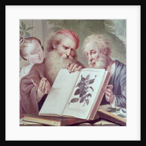 Illustration from Hortus Cliffortianus, by Carl Linnaeus published Amsterdam 1737-38 by Anonymous