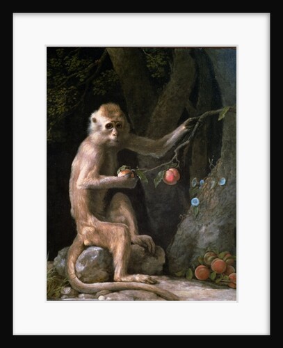 Portrait of a Monkey dated 1774 by George Stubbs