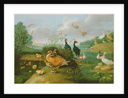 Decorative fowl and ducklings by Jan van the Elder Kessel