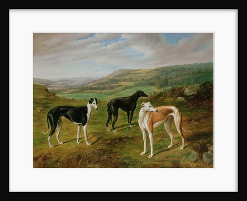 Greyhounds by Benjamin Cam Norton