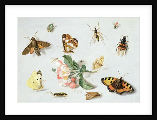 Butterflies, moths and other insects with a sprig of apple blossom by Jan van the Elder Kessel