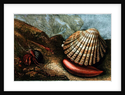 Cardum Rusticum and Pagurus Bernhardi in a Periwinkle Shell by Charles Kingsley