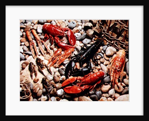 Collection of Shellfish by Anonymous