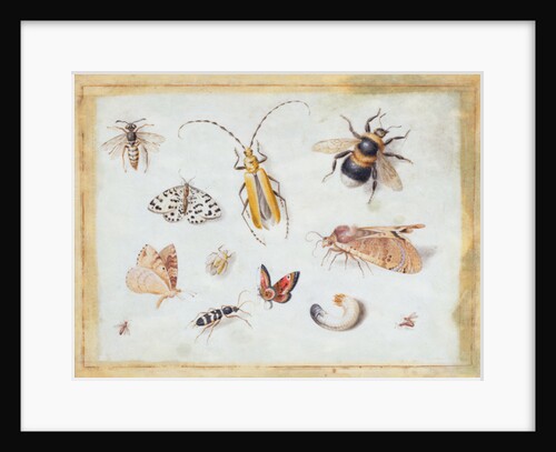 A Study of Butterflies and other Insects by Jan van the Elder Kessel