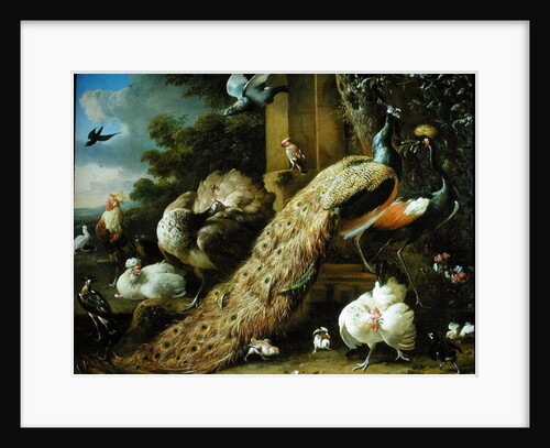 Peacock, parakeet, pelican, crane and poultry by Melchior de Hondecoeter