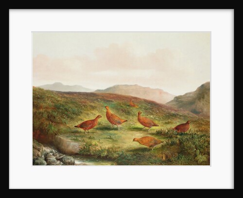 Grouse in a Moorland landscape by Tom Hold