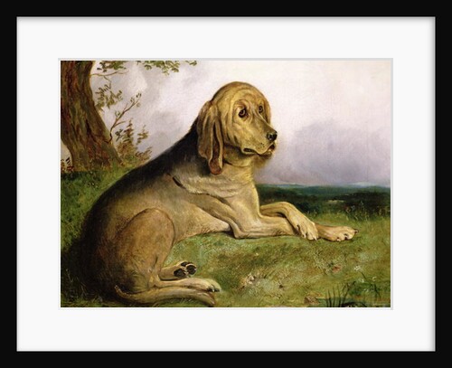 A Bloodhound in a Landscape by English School