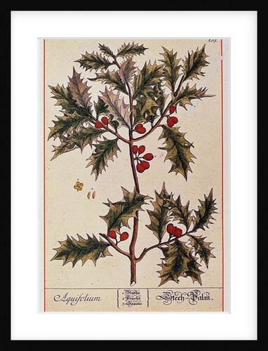 Holly from 'A Curious Herbal', 1782 by Elizabeth Blackwell