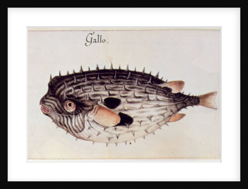 A Burrfish by John White