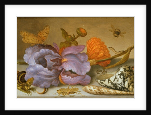 Still life depicting flowers, shells and insects by Balthasar van der Ast
