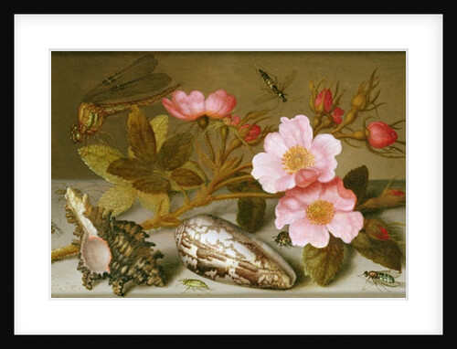 Still life depicting flowers, shells and a dragonfly by Balthasar van der Ast