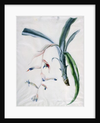 Orchid, 18th century by Marie-Anne