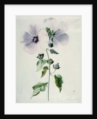 Musk Mallow by Marie-Anne