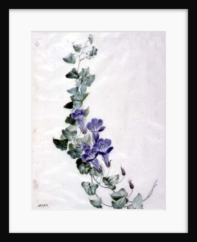 Ivy-leaved Toad Flax by Marie-Anne