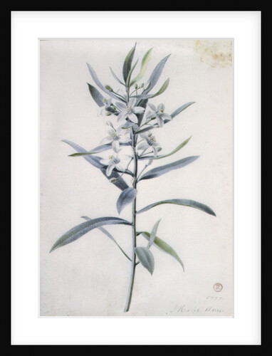 Flower Pieces, 18th century by Marie-Anne