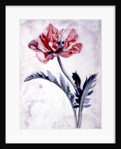 Flower Pieces, Oriental Poppy by Marie-Anne
