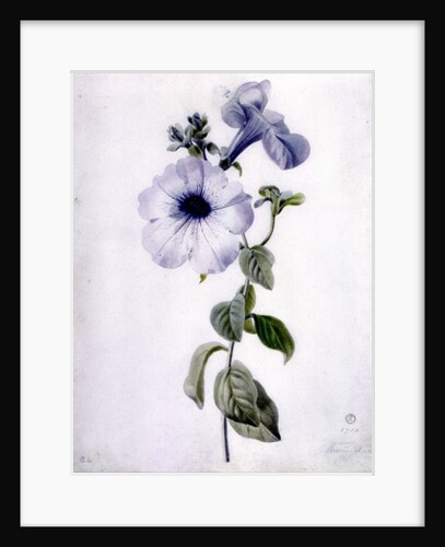 Petunia by Marie-Anne