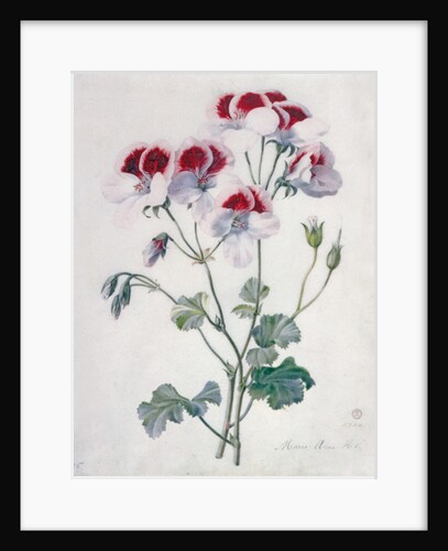 Crane's Bill by Marie-Anne