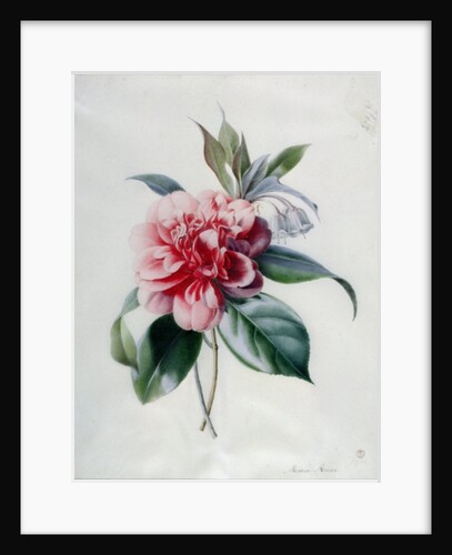 Camellia by Marie-Anne
