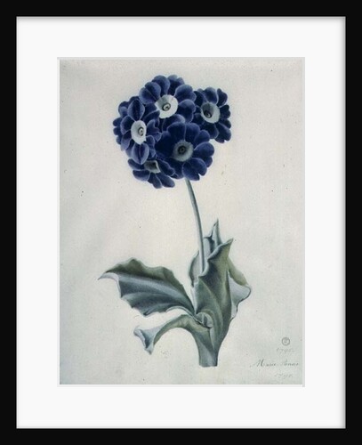 Polyanthus by Marie-Anne