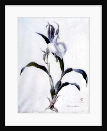 Flower Pieces by Marie-Anne