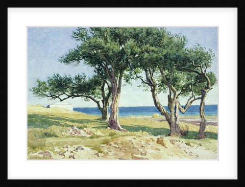 Old Olive Trees, Bordighera by Edwin Bale